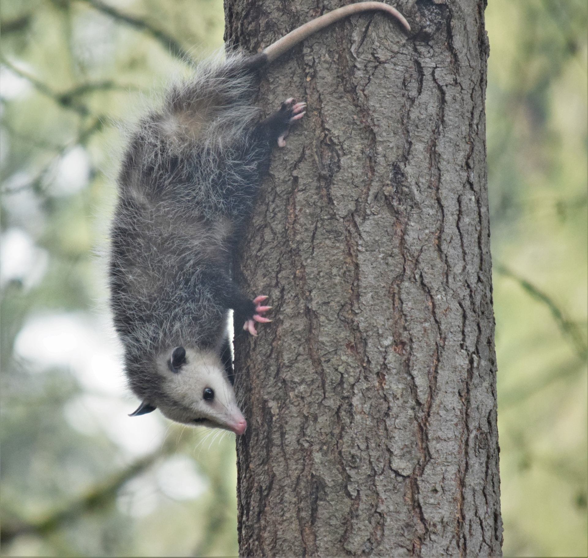 Oppossum climbing down a tree.